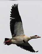 Egyptian Goose