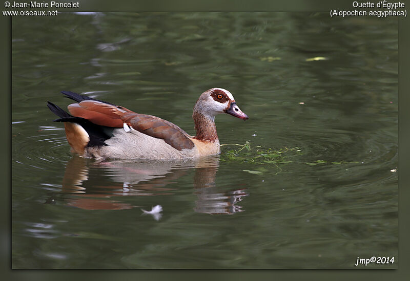 Egyptian Goose