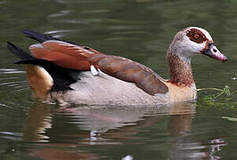 Egyptian Goose