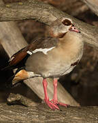 Egyptian Goose