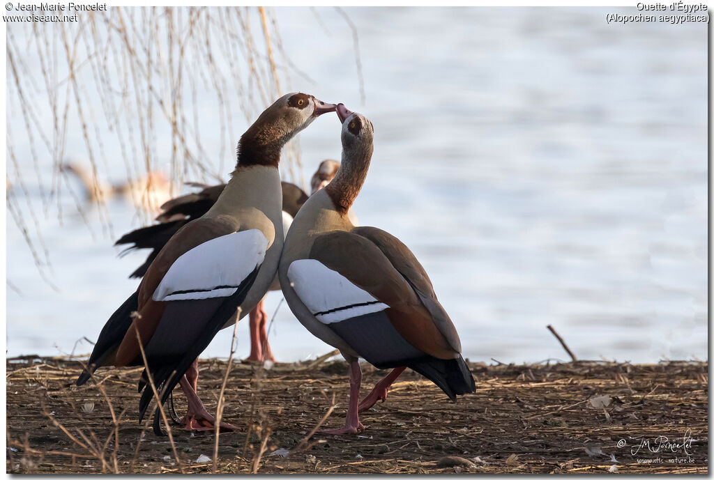 Egyptian Goose