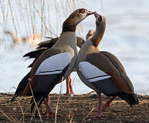 Egyptian Goose