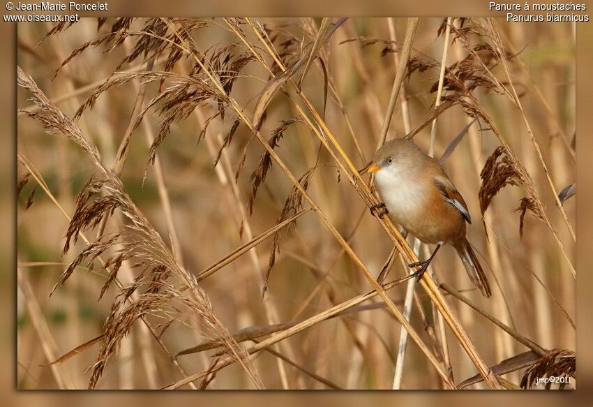 Bearded Reedling female adult, habitat, pigmentation