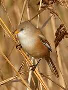 Bearded Reedling