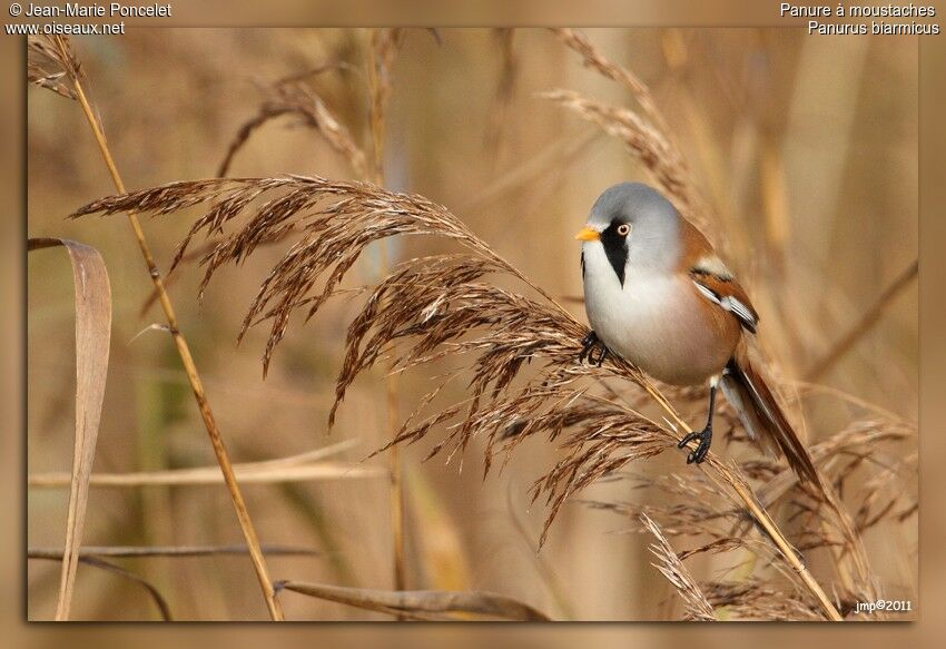 Bearded Reedling