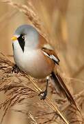 Bearded Reedling