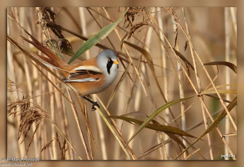 Bearded Reedling male adult, habitat, camouflage