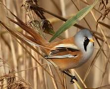 Bearded Reedling