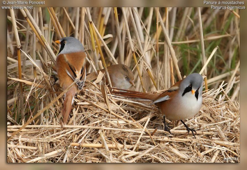 Bearded Reedling