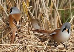 Bearded Reedling