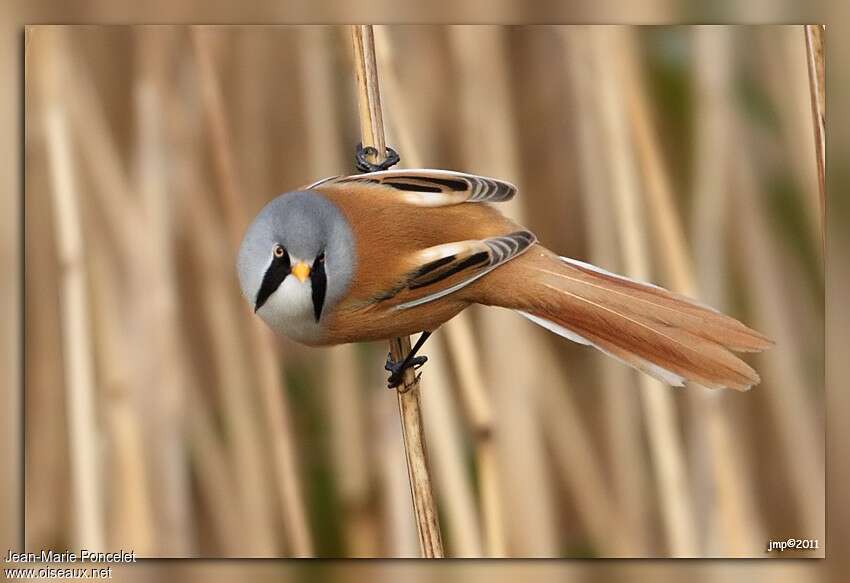 Bearded Reedling male adult, Behaviour