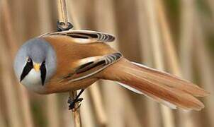 Bearded Reedling