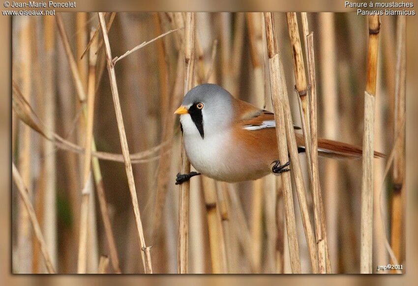 Bearded Reedling male adult, Behaviour