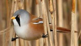 Bearded Reedling