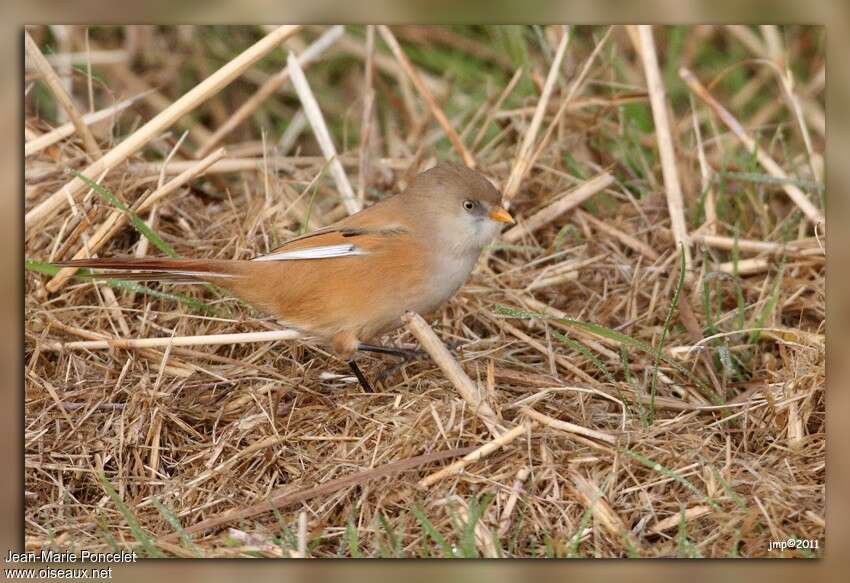 Bearded Reedling female adult, identification