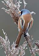 Bearded Reedling