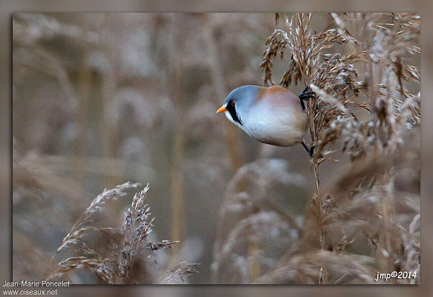 Bearded Reedling male adult, habitat, pigmentation, feeding habits