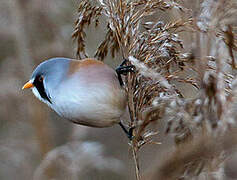 Bearded Reedling