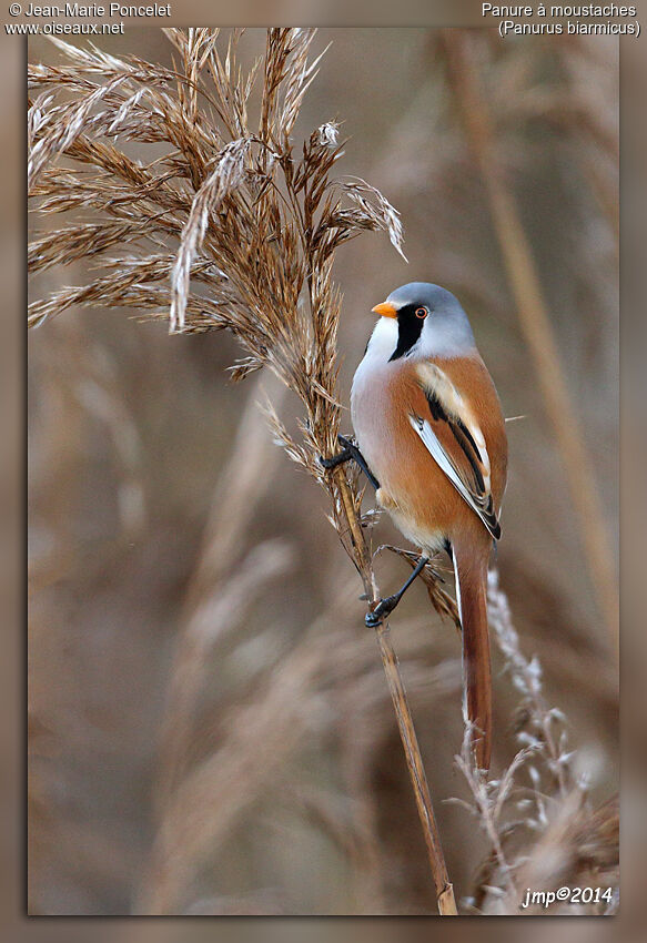 Bearded Reedling