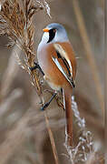 Bearded Reedling