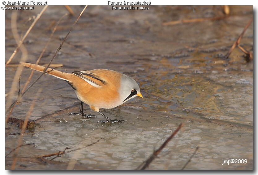 Bearded Reedling male