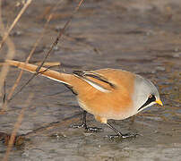 Bearded Reedling