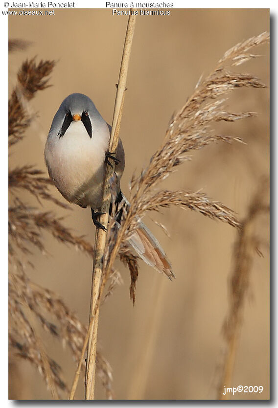 Bearded Reedling male