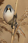 Bearded Reedling