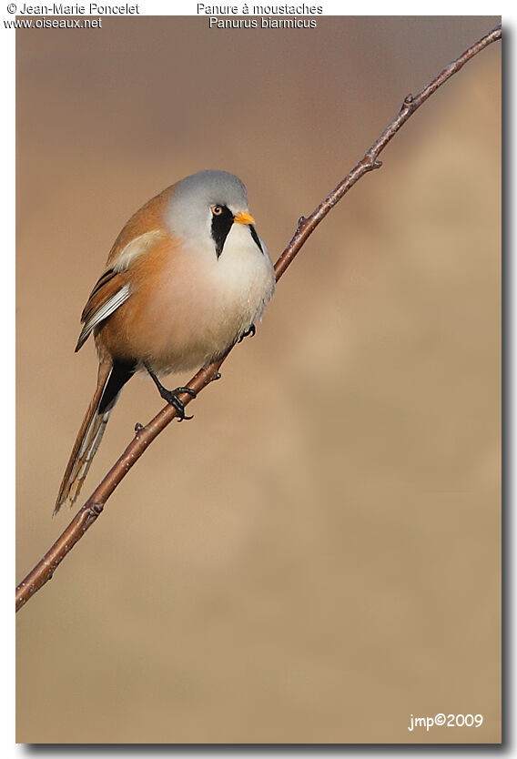 Bearded Reedling male