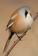 Bearded Reedling