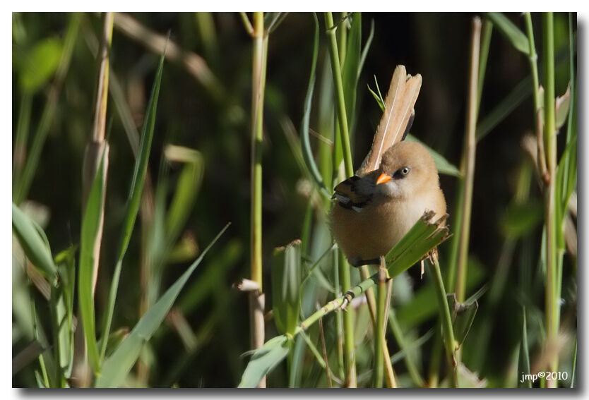 Bearded Reedling