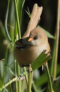 Bearded Reedling