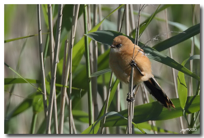 Bearded Reedling