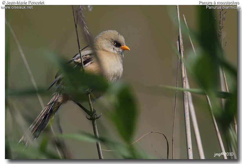 Bearded Reedling