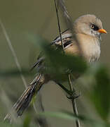 Bearded Reedling