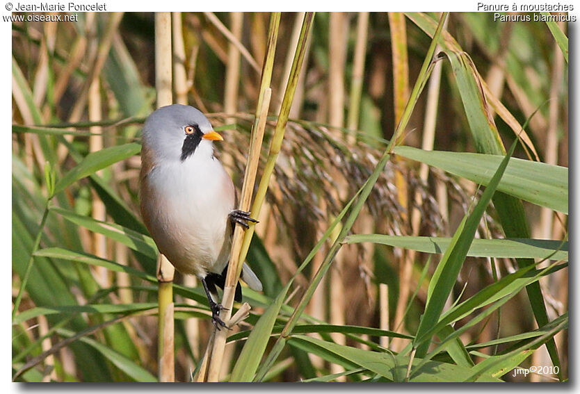 Bearded Reedling