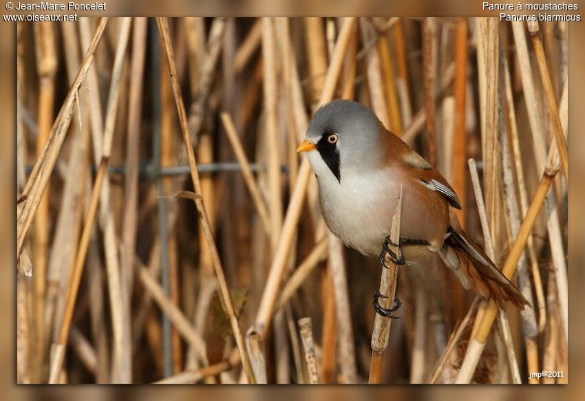 Bearded Reedling