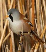 Bearded Reedling