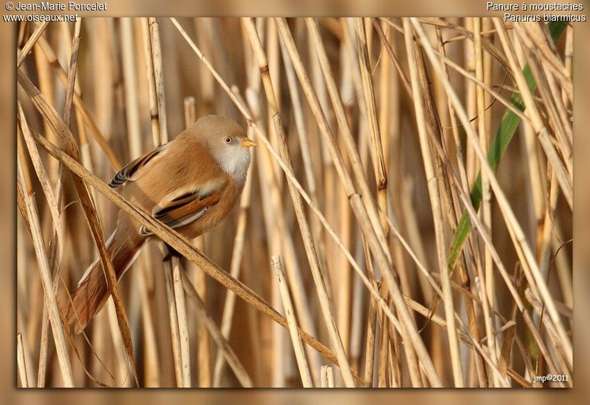 Bearded Reedling