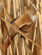 Bearded Reedling