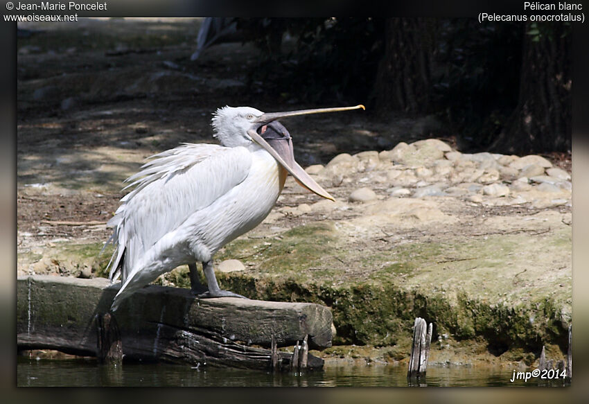 Great White Pelican