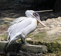 Great White Pelican