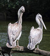 Great White Pelican