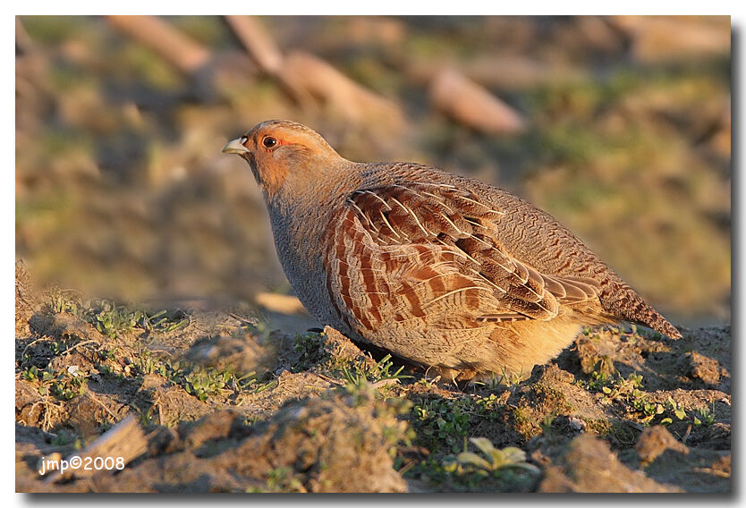 Grey Partridge