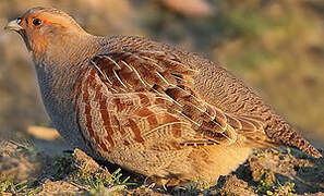 Grey Partridge