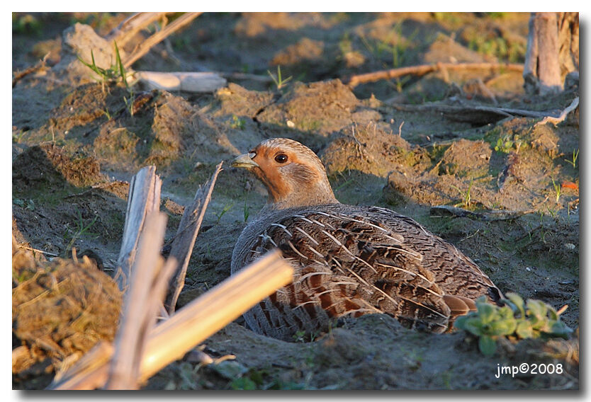 Grey Partridge