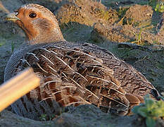 Grey Partridge