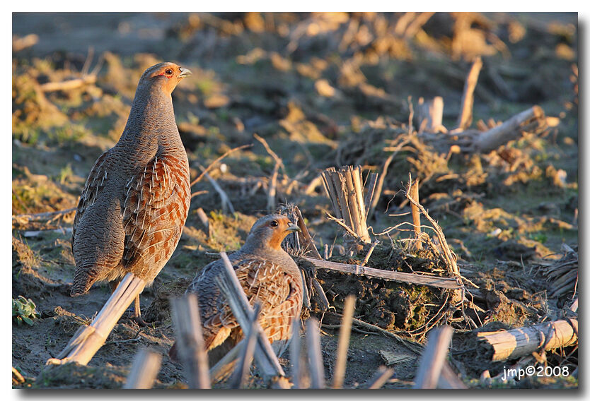 Grey Partridge