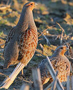 Grey Partridge