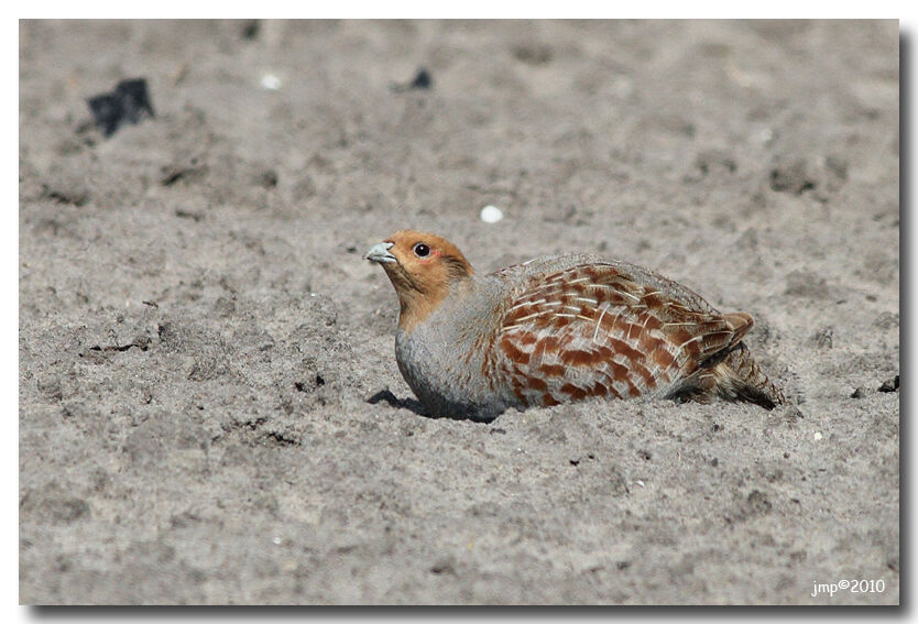 Grey Partridge